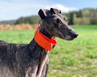Sevilla wearing our beautiful orange in the spring sun 🌞 Are you team colour when it comes to fashion? 🐶 #graceemily...