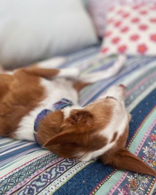 Home is where my comfy couch is 🌚😴 Whats the favorite spot of your hounds? 🌸 #graceemily #graceemilyshop #petshop #collars...