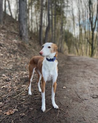 today, we walked through the surrounding woods to catch some almost spring sun 🌞 #graceemilyshop #graceemily #collars...